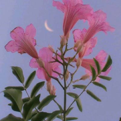 果盘蜀山伏魔录官方下载